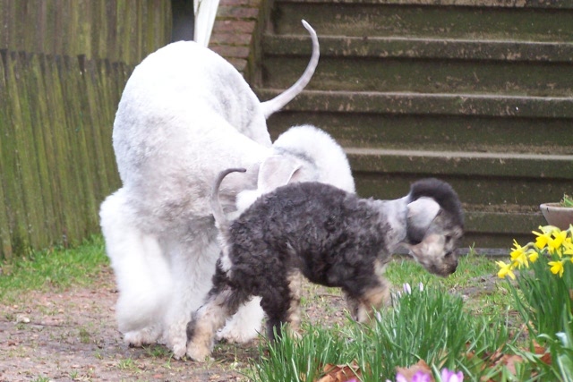 Unsere Hunde 03.02 (20).JPG